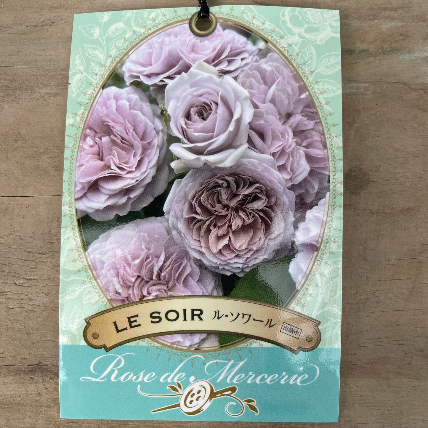 薔薇　ル・ソワール　7号おすすめ白ポット