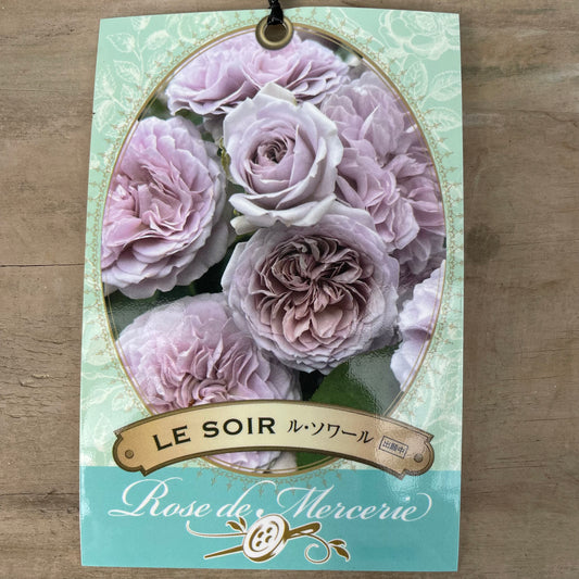 薔薇　ル・ソワール　7号おすすめ白ポット