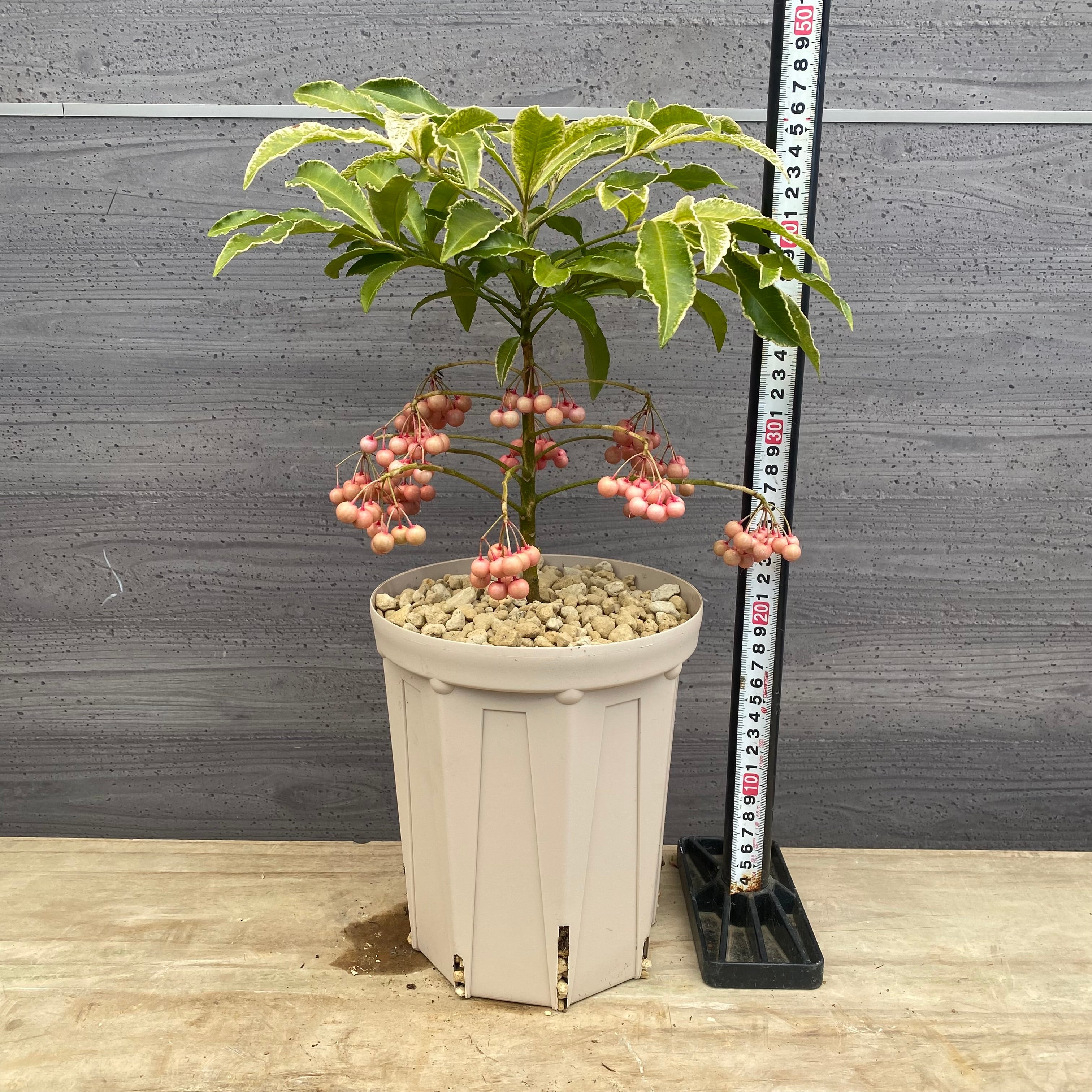 Pickup 全ての商品 – 植物家族