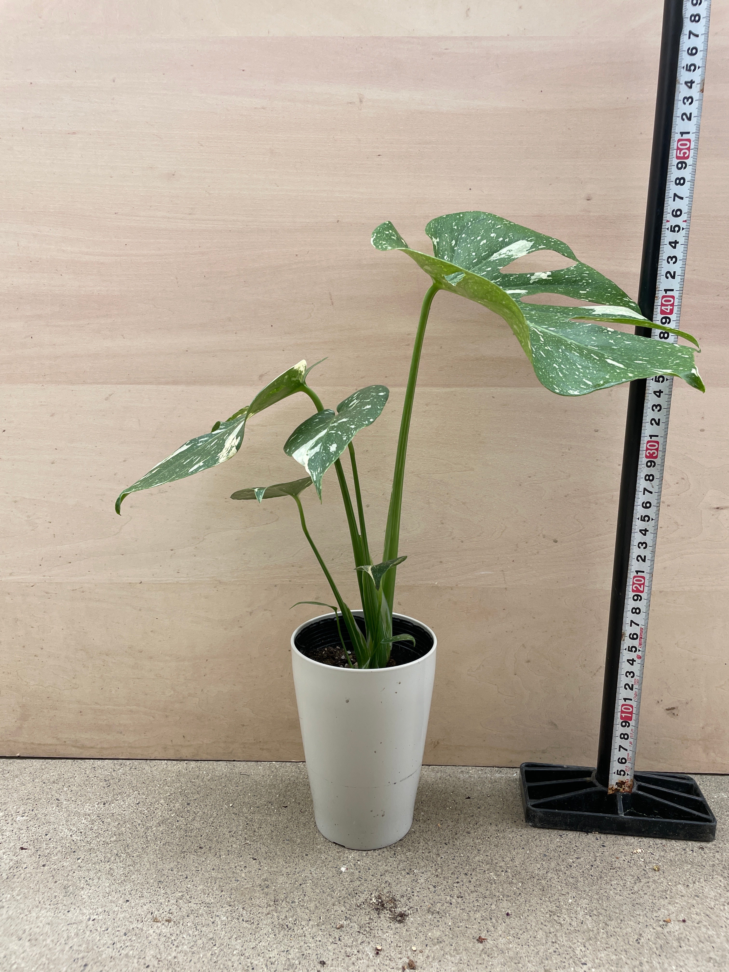 Pickup 全ての商品 – 植物家族