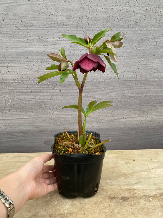 No.05101　横山園芸★クリスマスローズ　プリマドレス　5号苗ポット