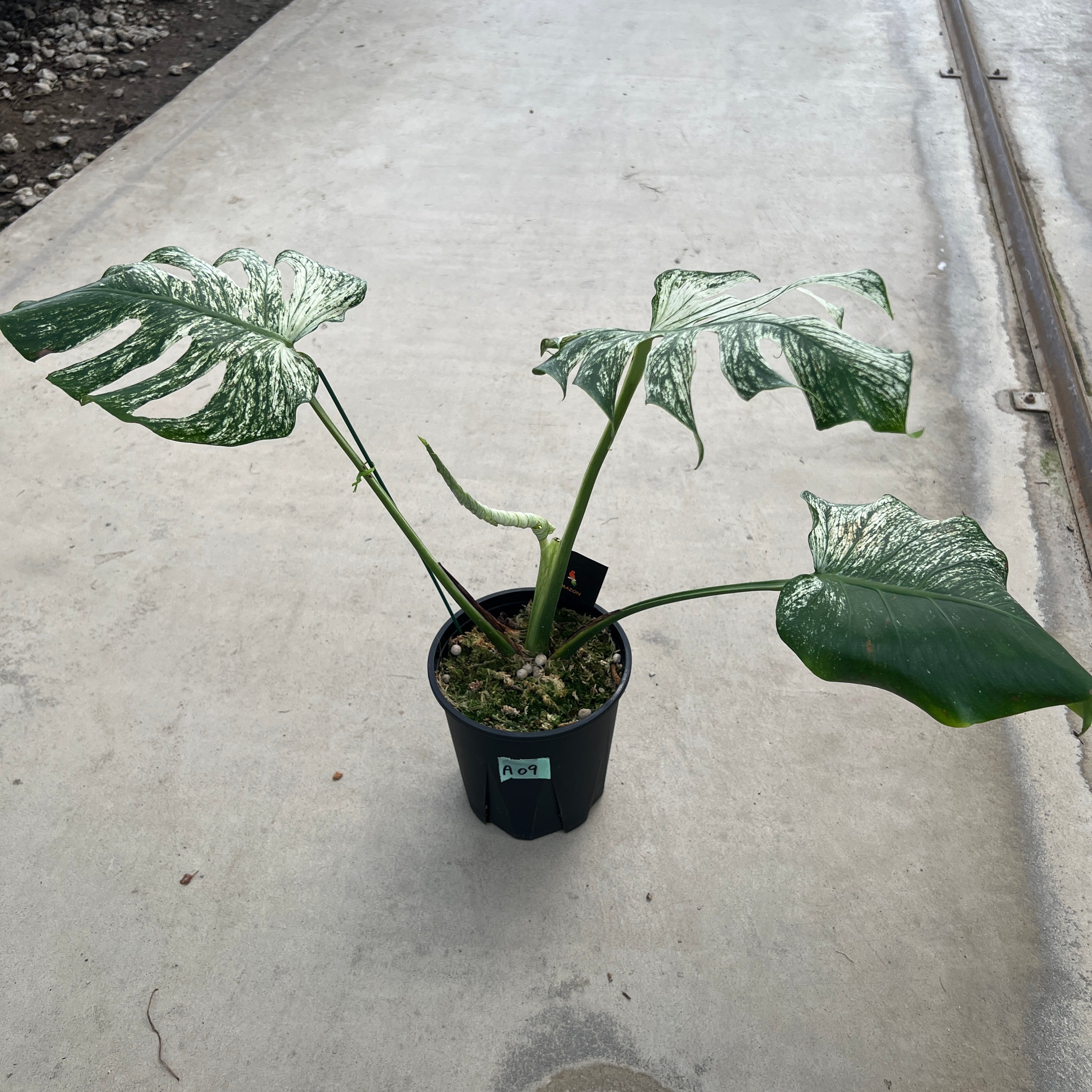 AMAZON☆A09 モンステラ デリシオーサデビルモンスター – 植物家族