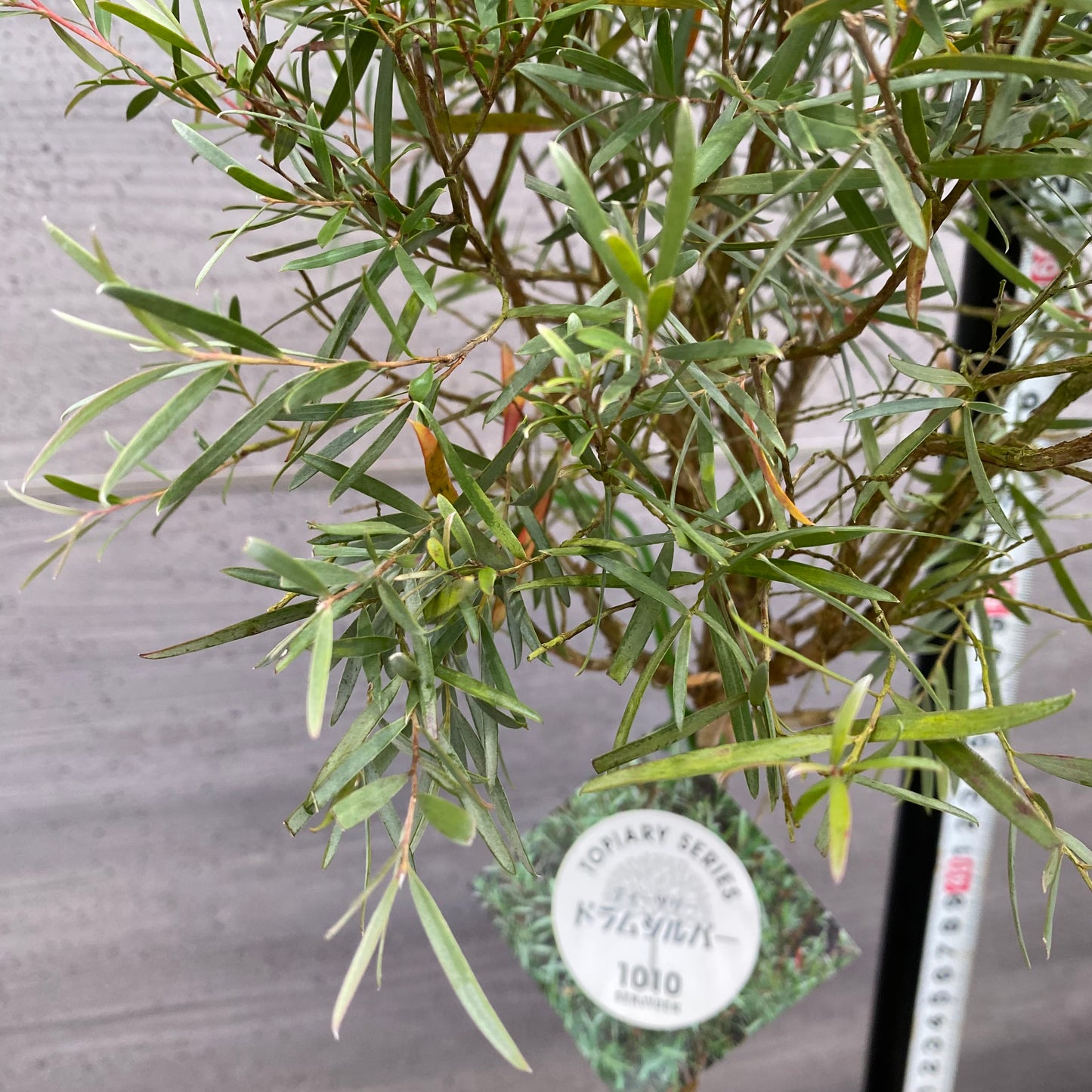 市場仕入れ即売会　No.25074　メラレウカ　ティーツリードラムシルバー　6号苗ポット