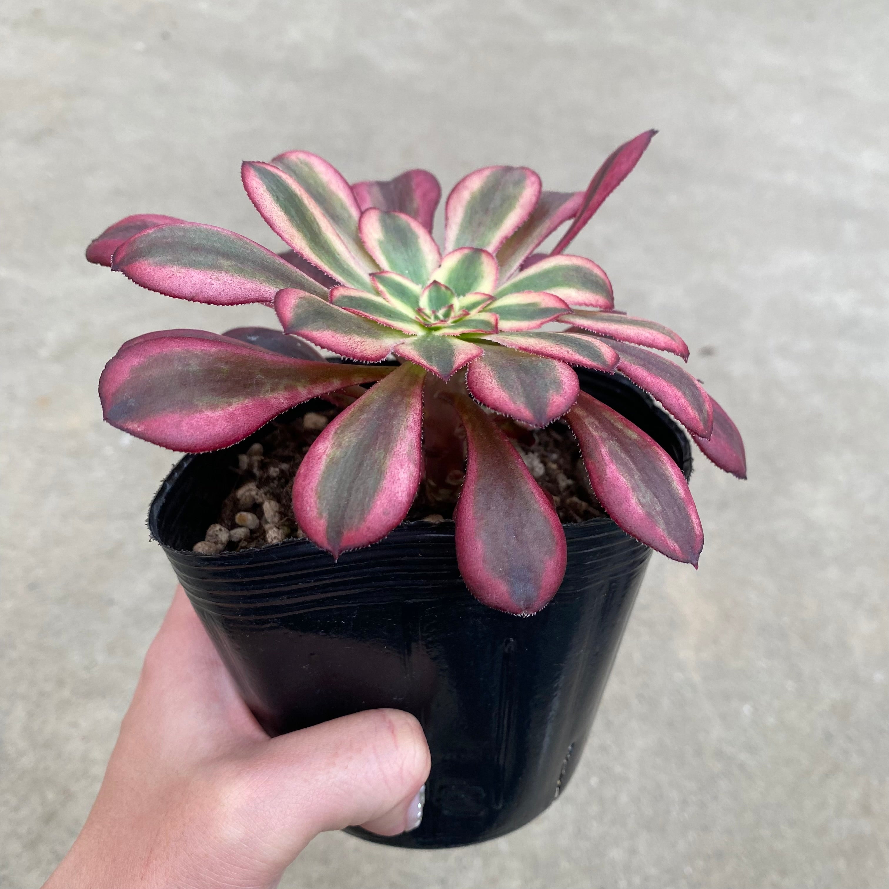 ラ*ク様 ❤️開花株❤️プチプチ新芽❤️1288 小輪【⭐️2024 NO1⭐️ Pickup 全ての商品 – 植物家族