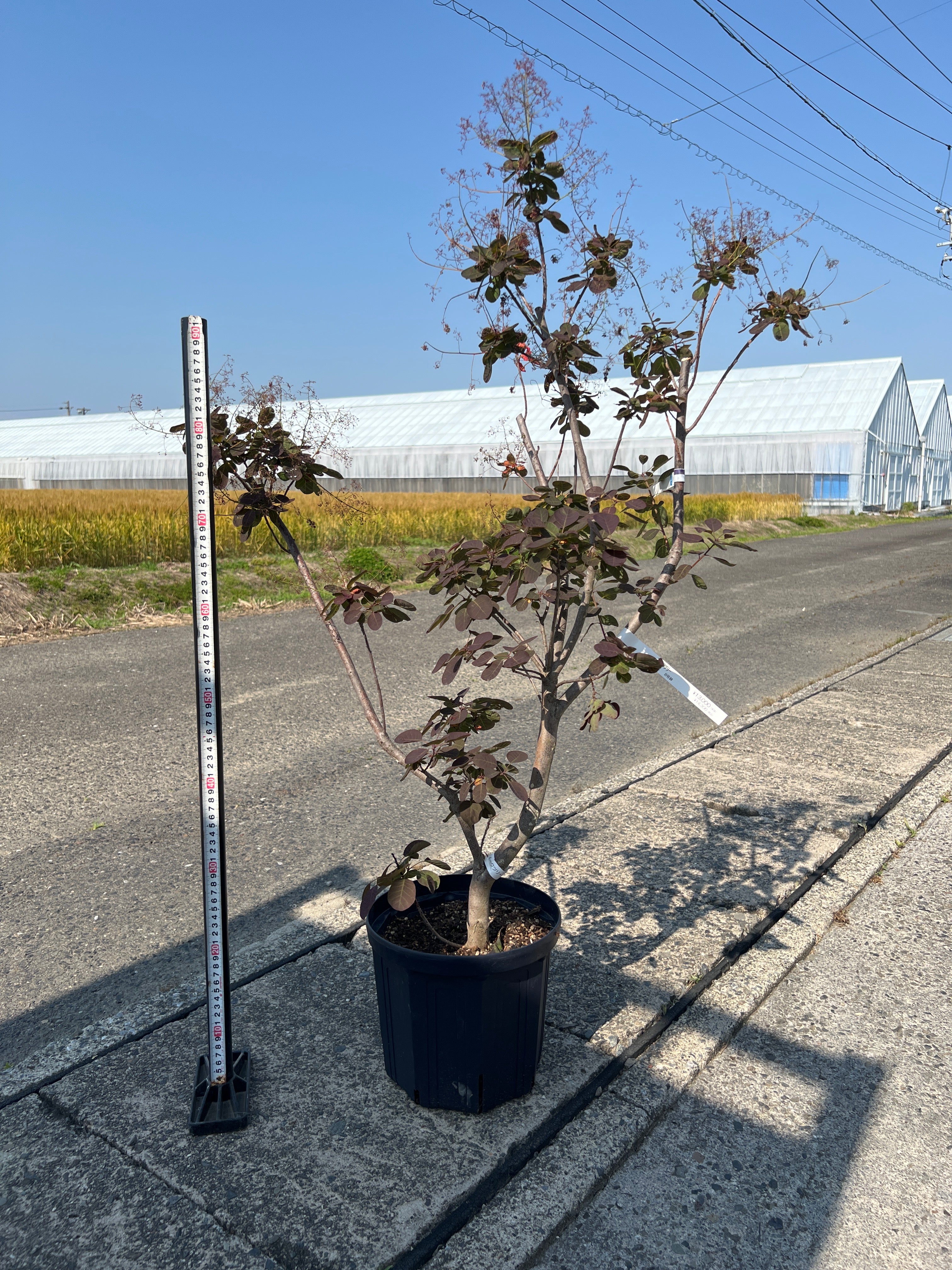No.15022 スモークツリー ルブリフォリウス 8号鉢 – 植物家族