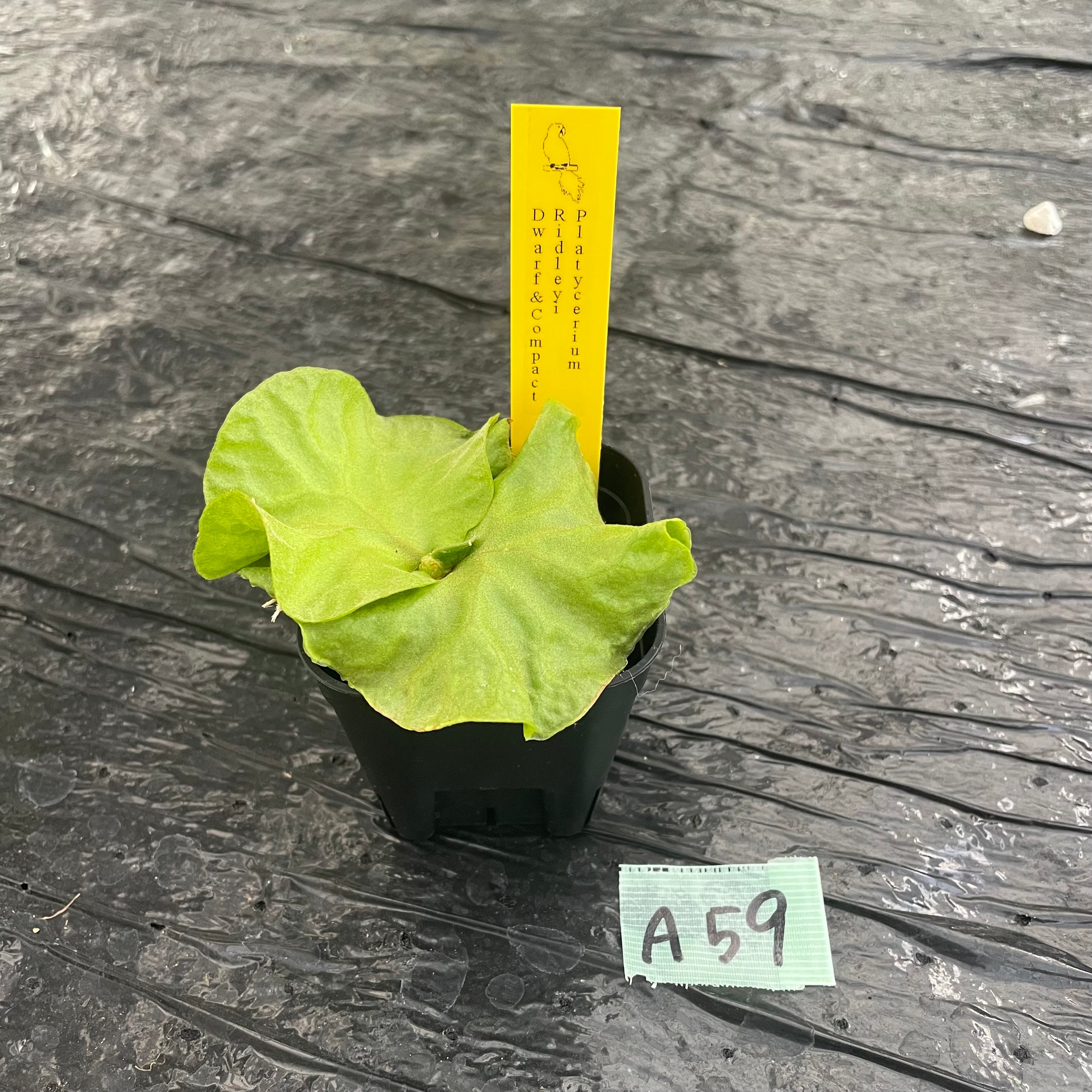 AMAZON☆A59 ビカクシダ リドレイ ドワーフ＆コンパクター – 植物家族