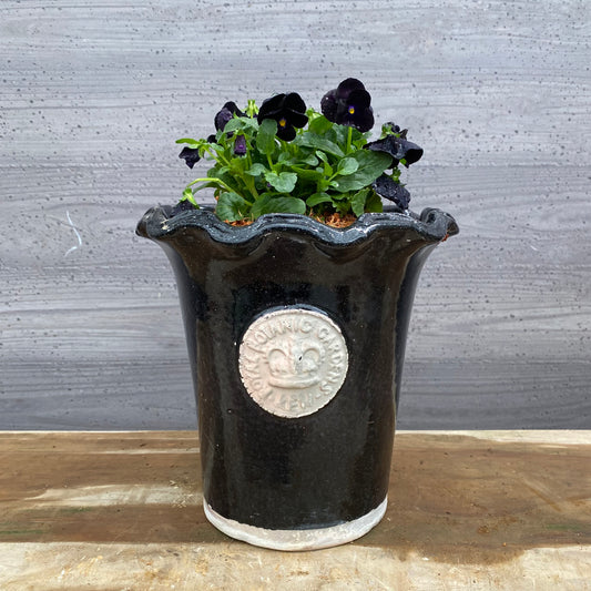 ビオラ キューガーデンポット黒