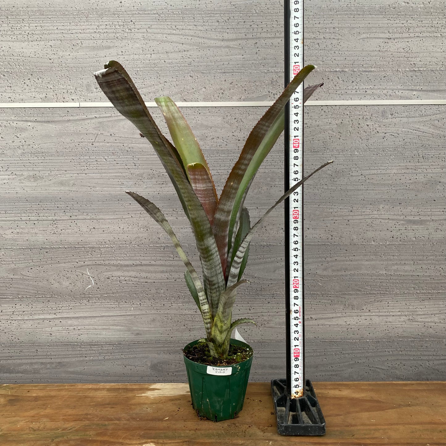 市場仕入れ即売会　No.25029　ビルベルギア　ビッタータ　3.5号鉢