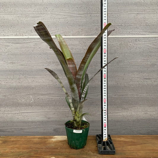 市場仕入れ即売会　No.25029　ビルベルギア　ビッタータ　3.5号鉢