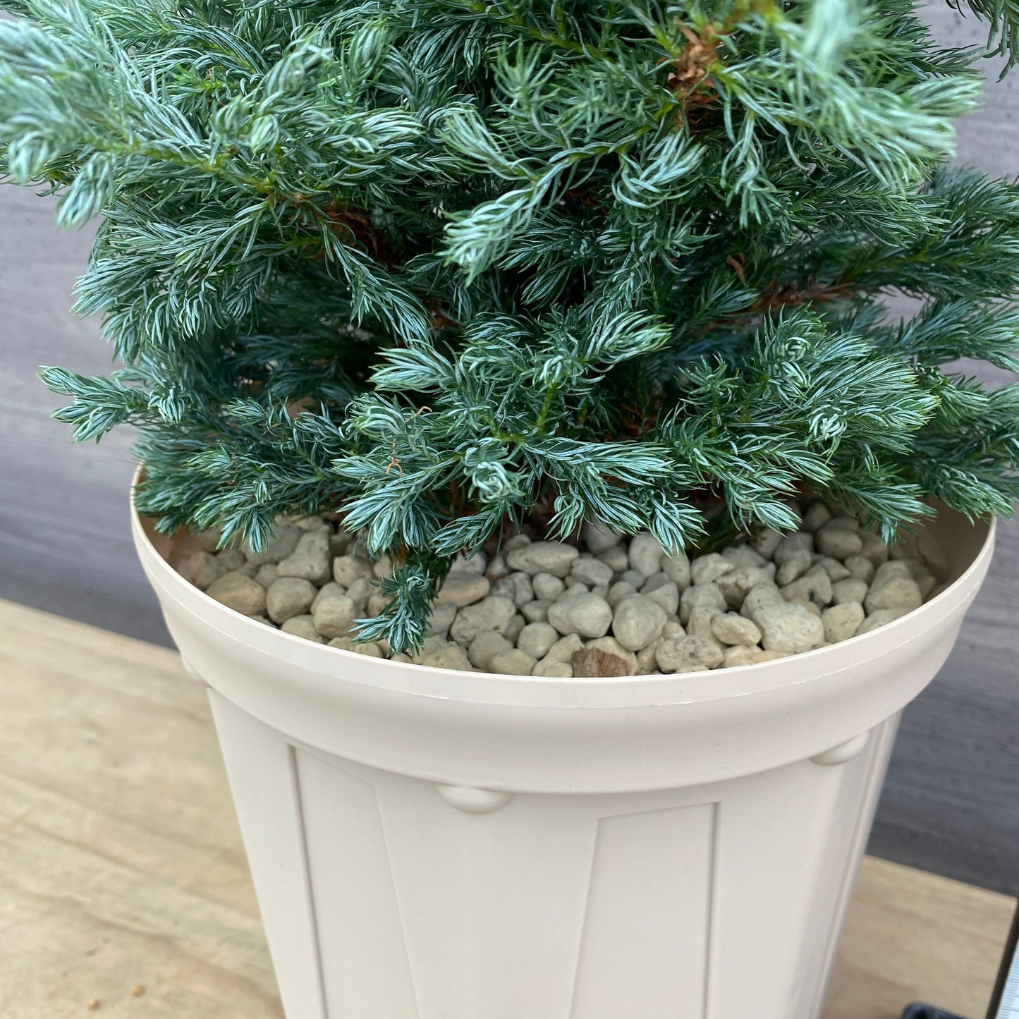 サワラ　ボールバード　7号スリット鉢/オリジナル色