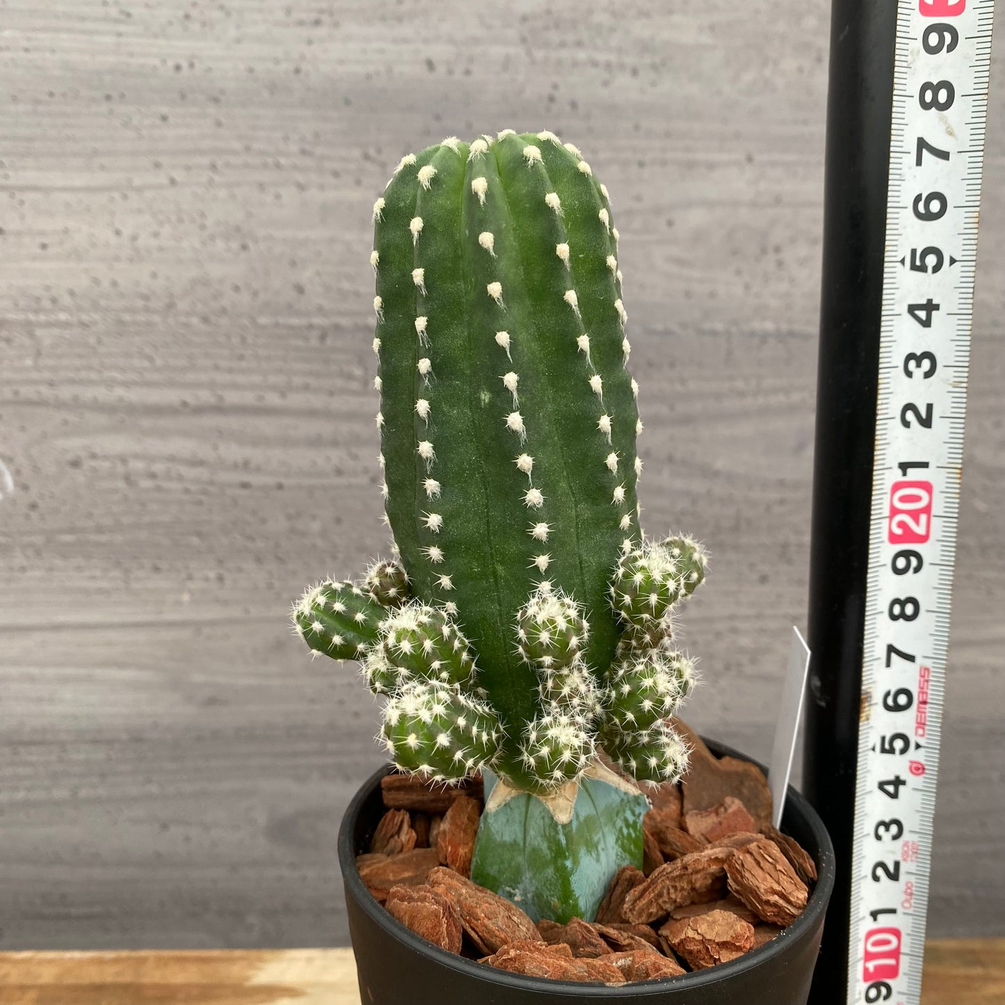 市場仕入れ即売会　No.25059　サボテン接ぎ木E　3号鉢