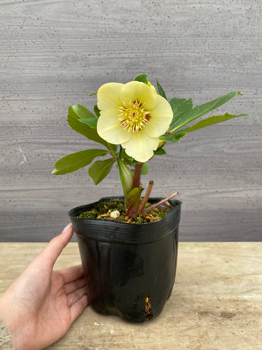 No.05082　横山園芸★クリスマスローズ　シングル咲き　5号苗ポット