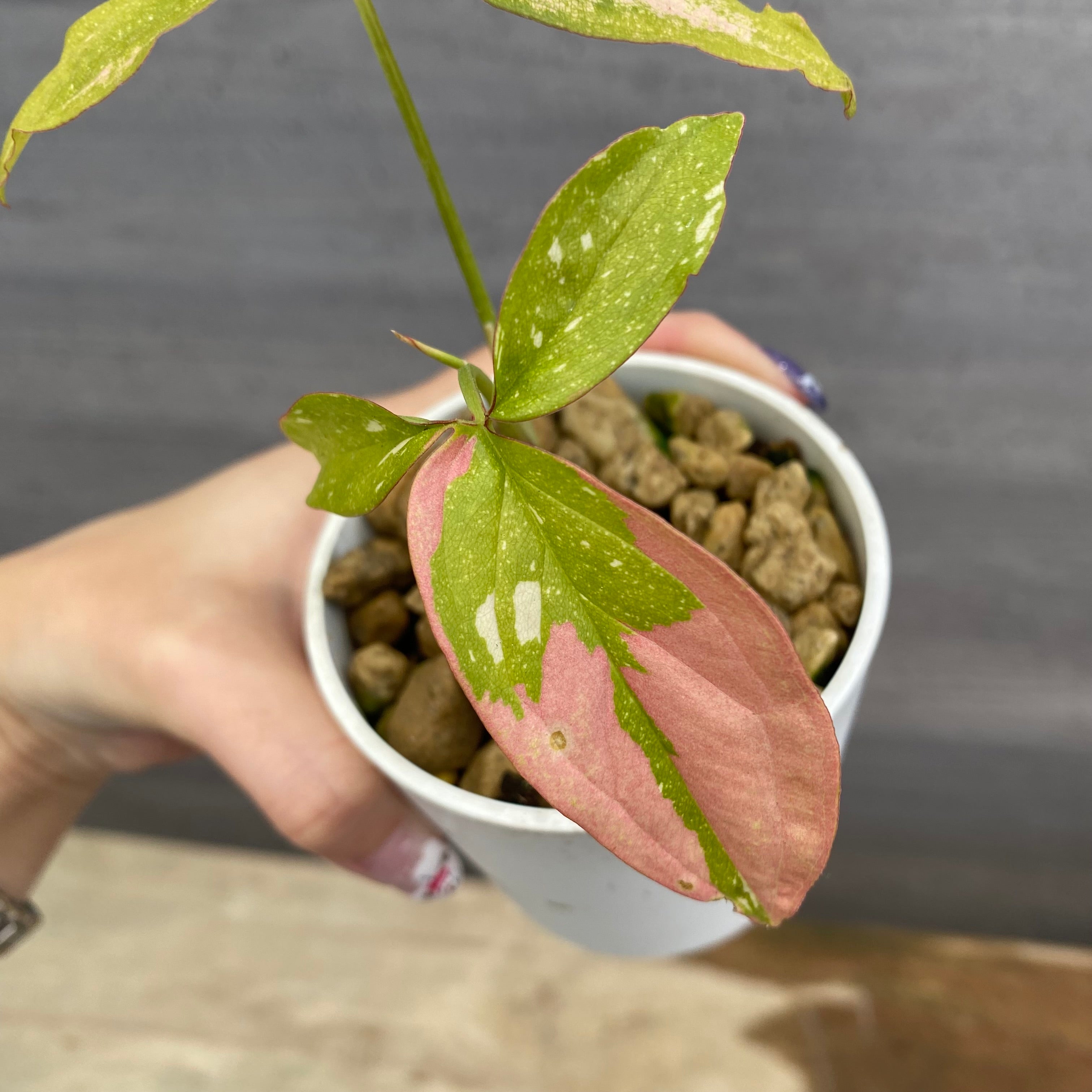 No.08017 シンゴニウム レッドスポットトリカラー – 植物家族