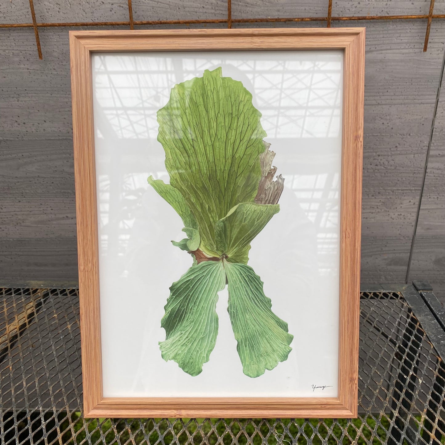 ボタニカルアートフレーム　コウモリランC