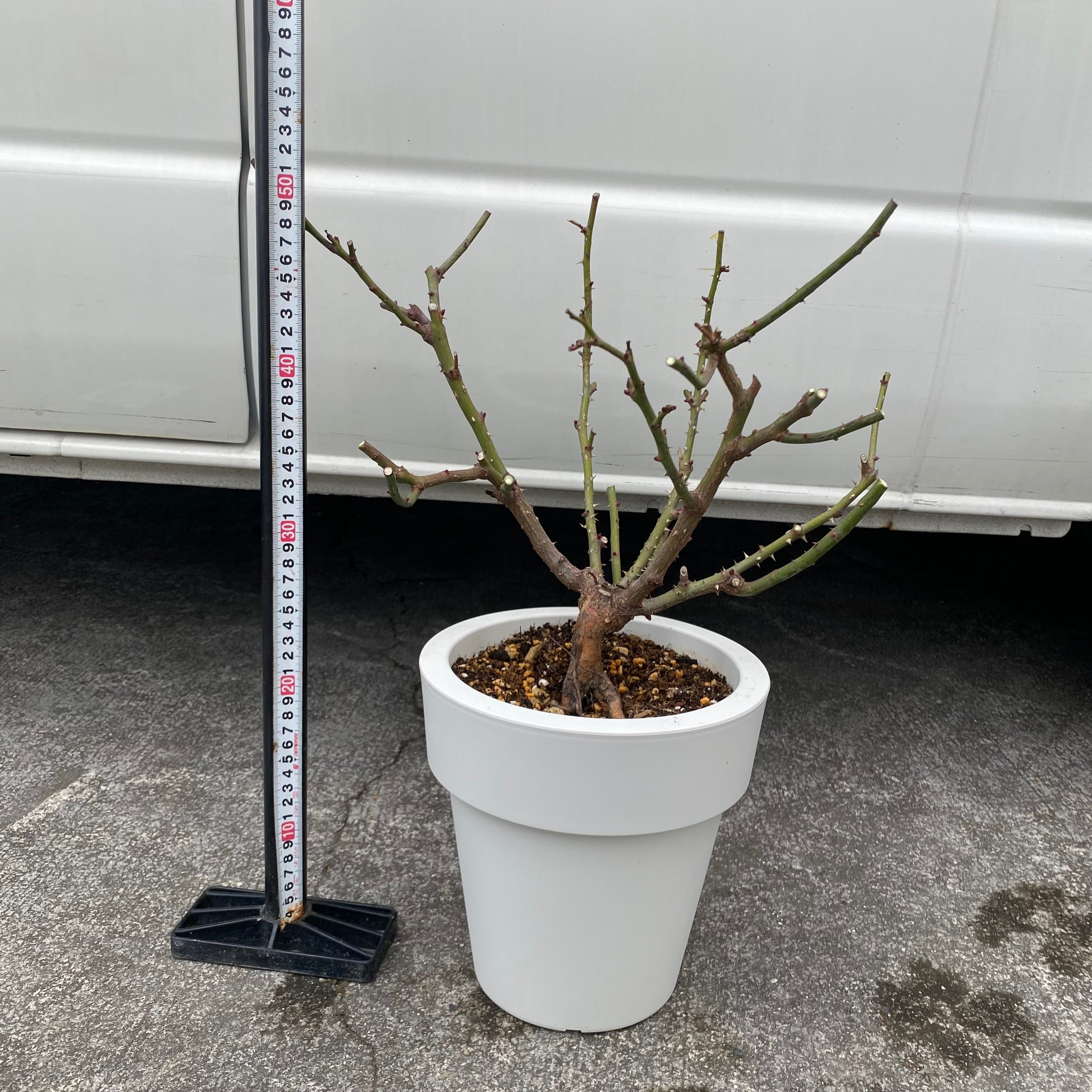 ⑩大きめ苗! 桜鬼❣️珊瑚の花❣️ブルーバニラ❣️発根済 6苗 メルカリ便送料込 Pickup 全ての商品 – 植物家族