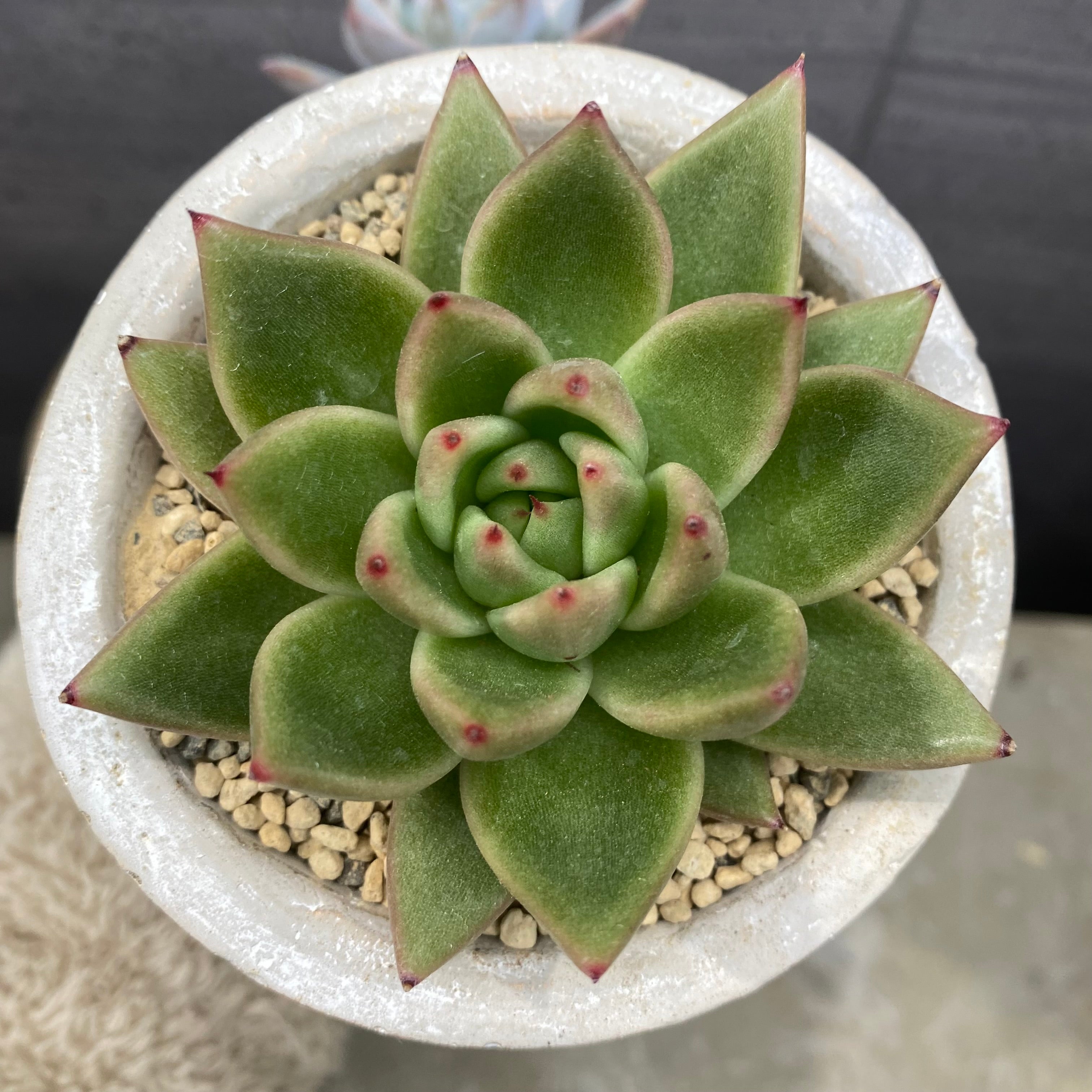 Pickup 全ての商品 – 植物家族