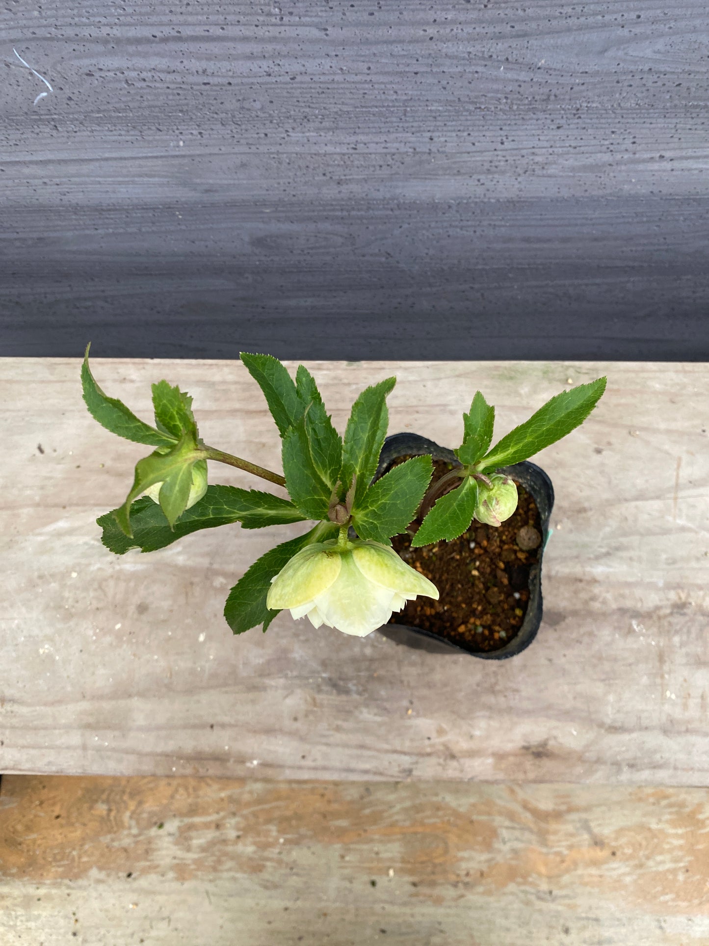 No.05132　横山園芸★クリスマスローズ　プリマドレス　5号苗ポット