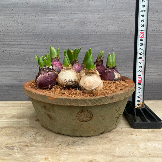 寄せ植えE キューガーデンポット