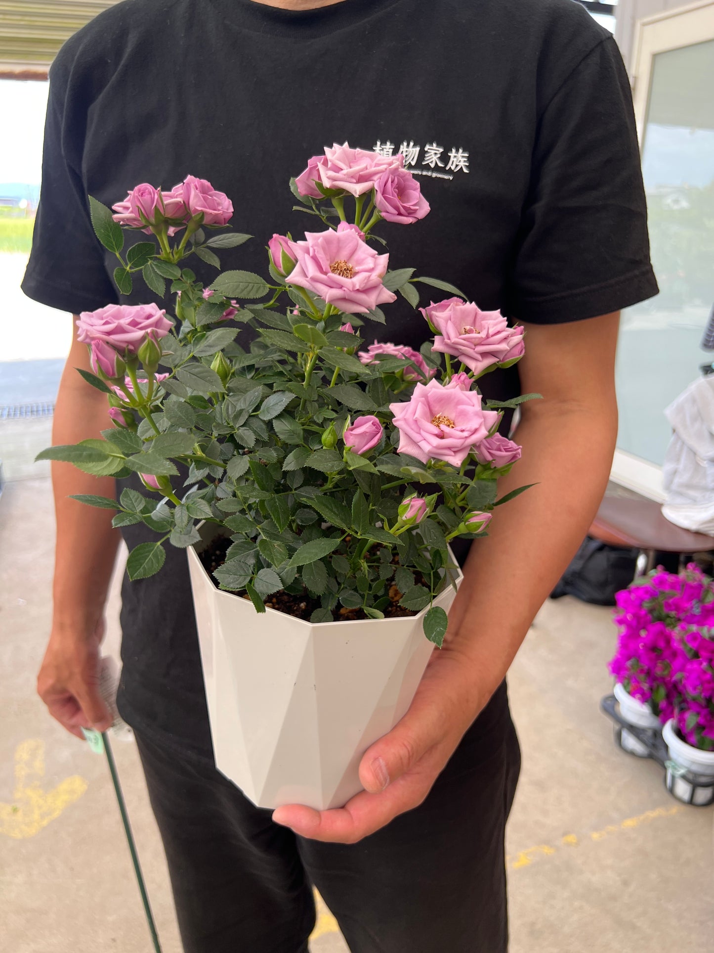 即売会SALE　No.28003　ミニバラ　スウィートエンジェル　5号鉢　バッグ付き