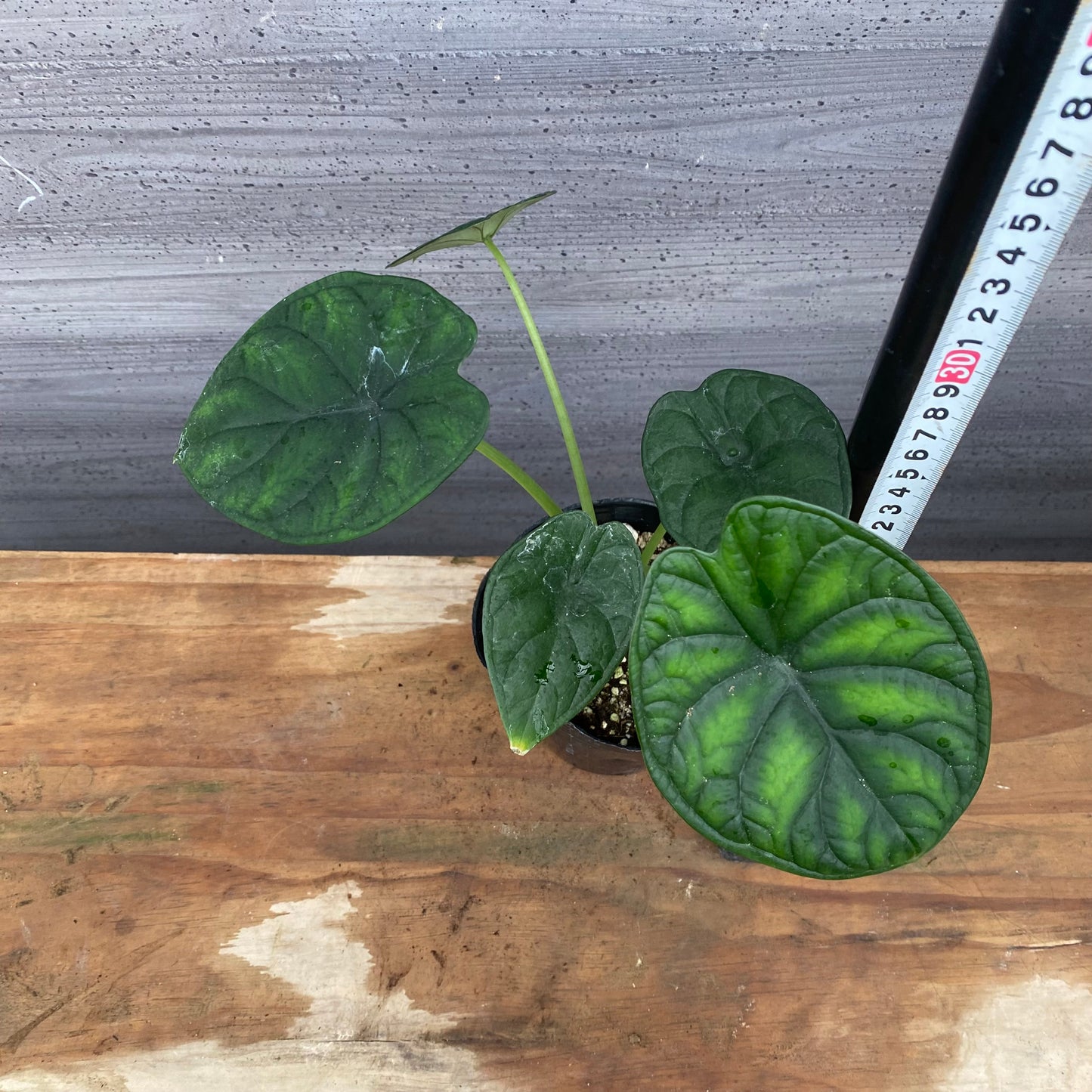 市場仕入れ即売会　No.25044　アロカシアC　4号苗ポット