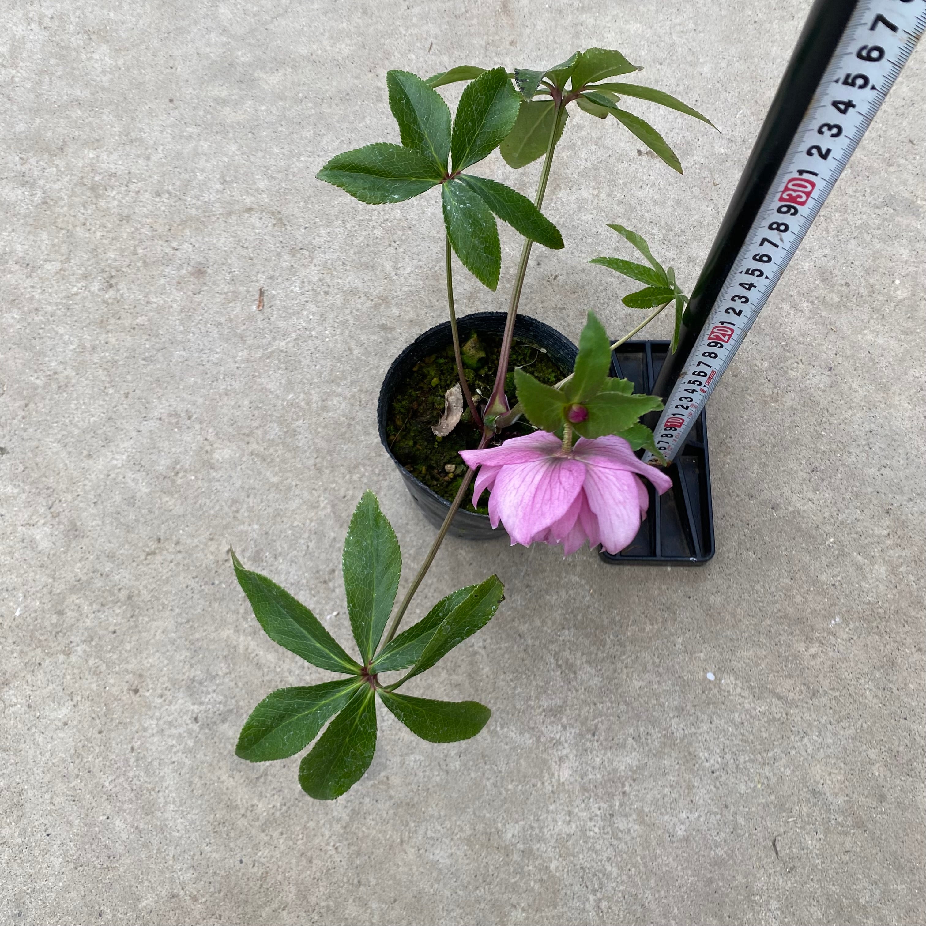 20063 クリスマスローズ ダブル咲き 3.5号苗ポット – 植物家族