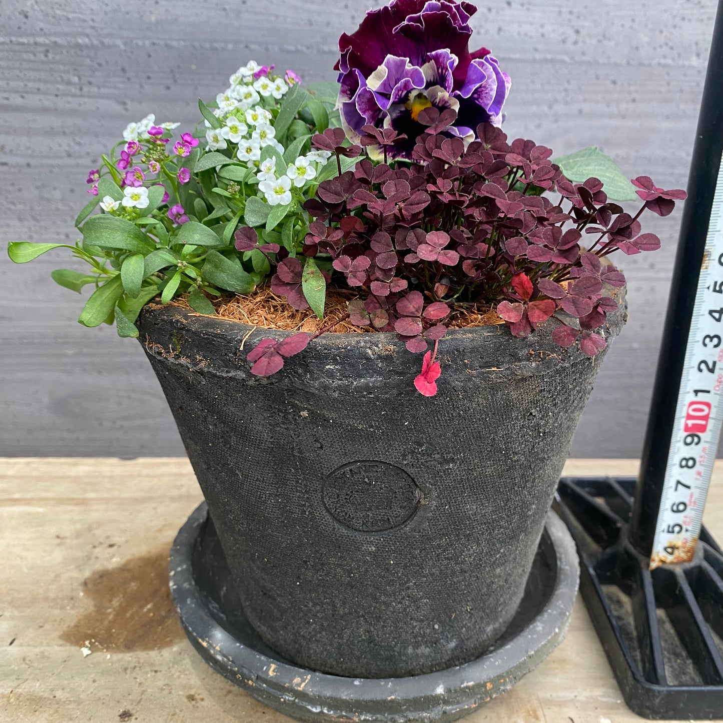 寄せ植えC　キューガーデンポット