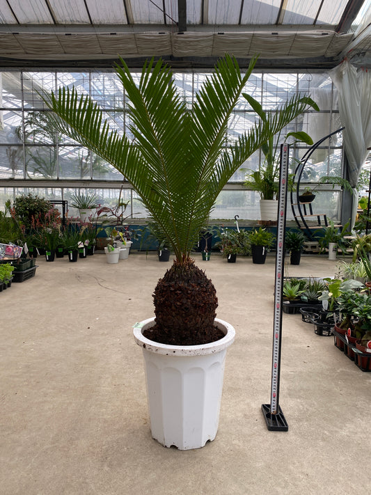 No.28031 ソテツ 10号鉢