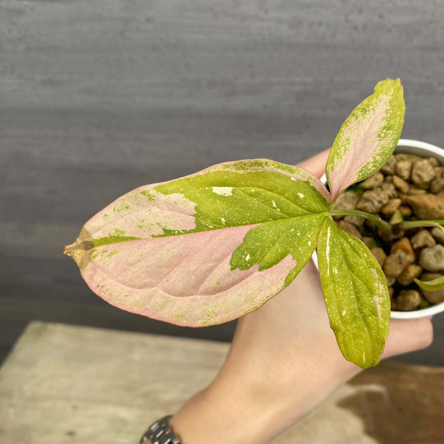 No.08017　シンゴニウム　レッドスポットトリカラー