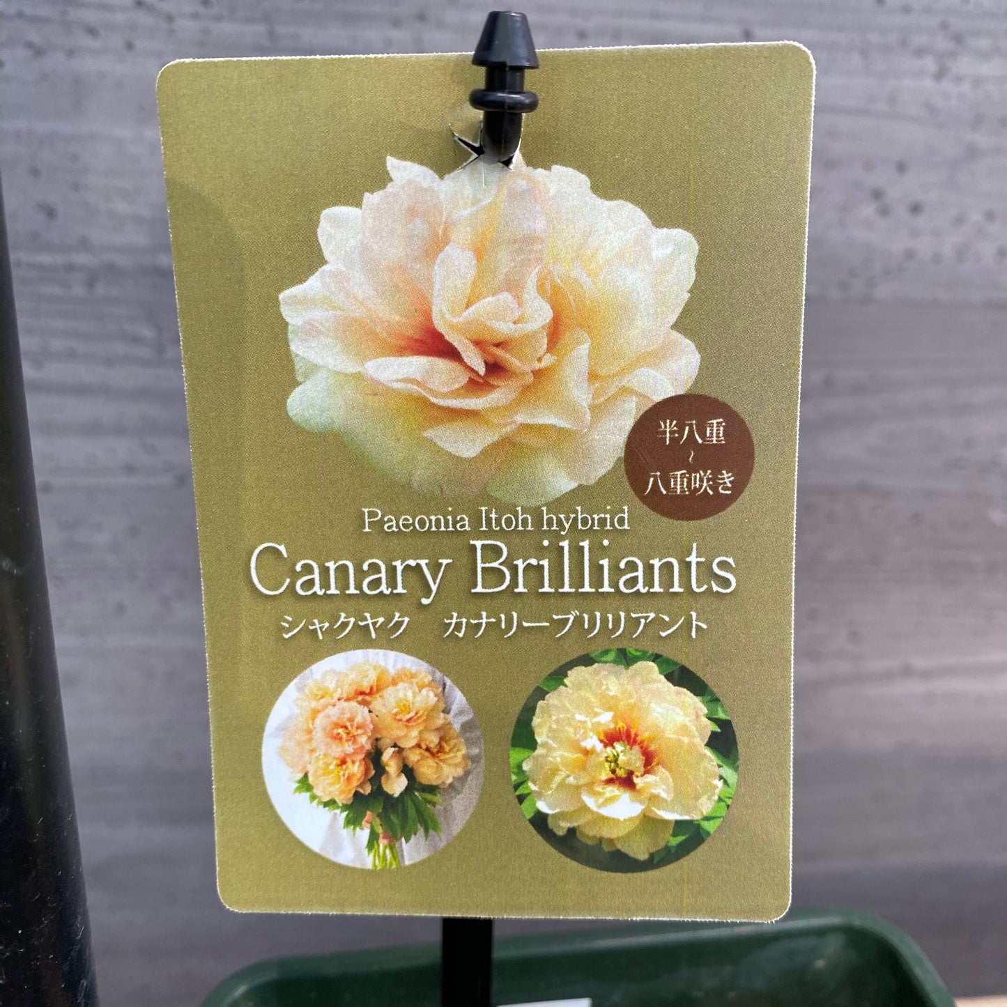 芍薬　カナリーブリリアント