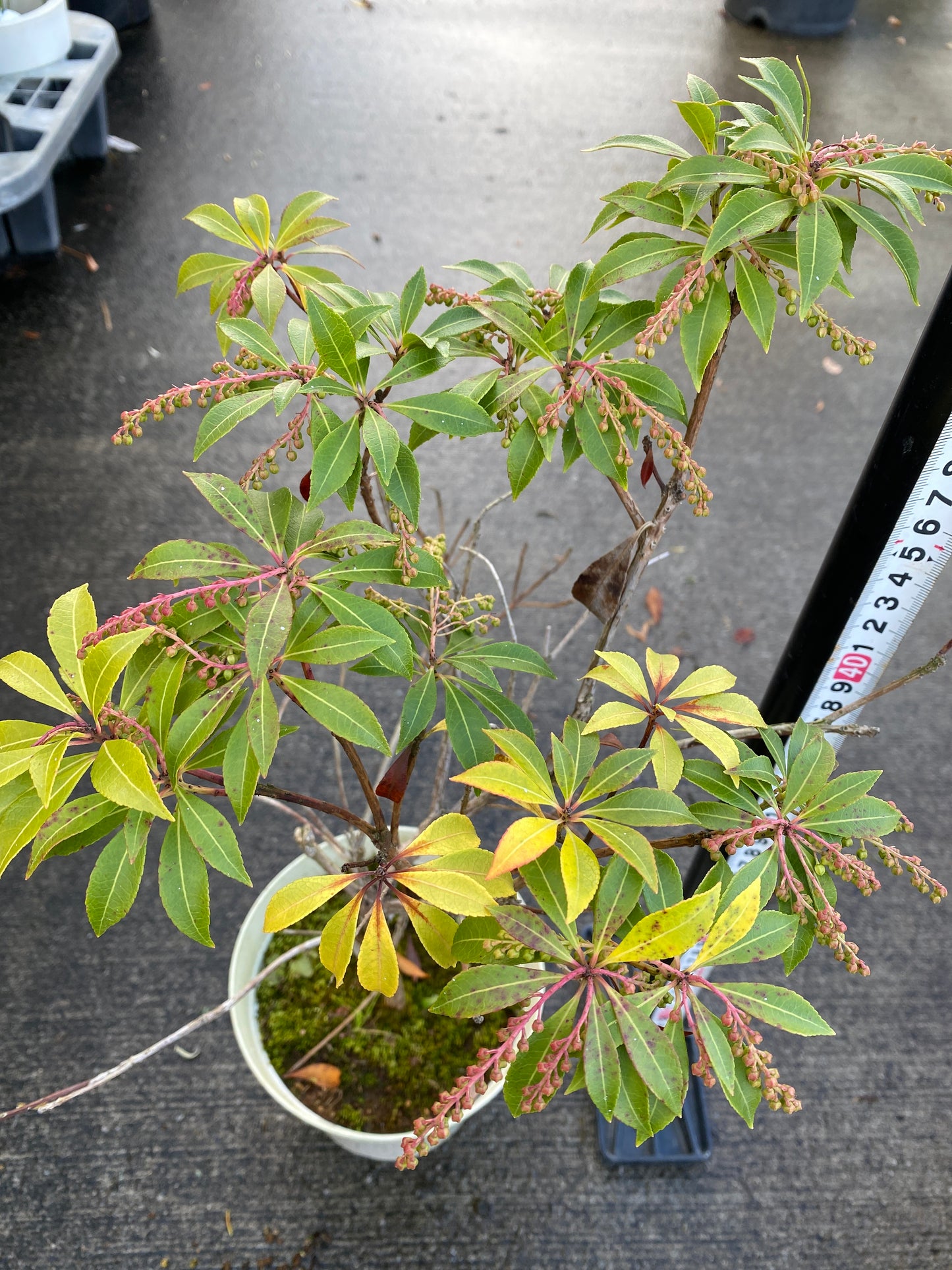 農場創業祭 No.26073　アセビ　5号鉢