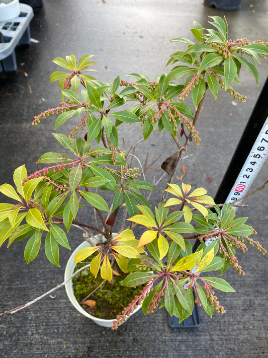 農場創業祭 No.26073　アセビ　5号鉢