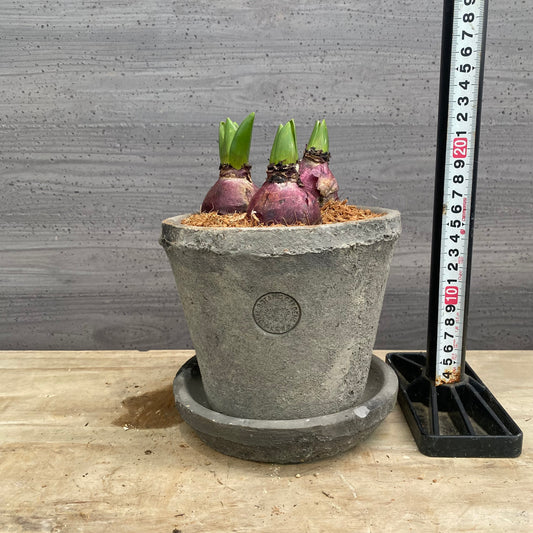 寄せ植えD キューガーデンポット