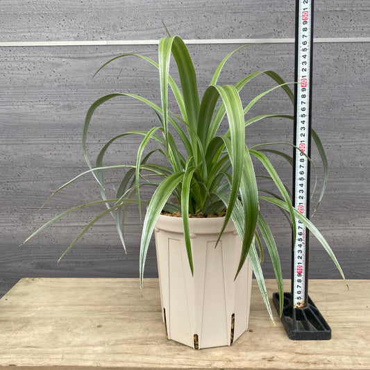 アステリア　シルバーシャドウ　6号スリット鉢/オリジナル色