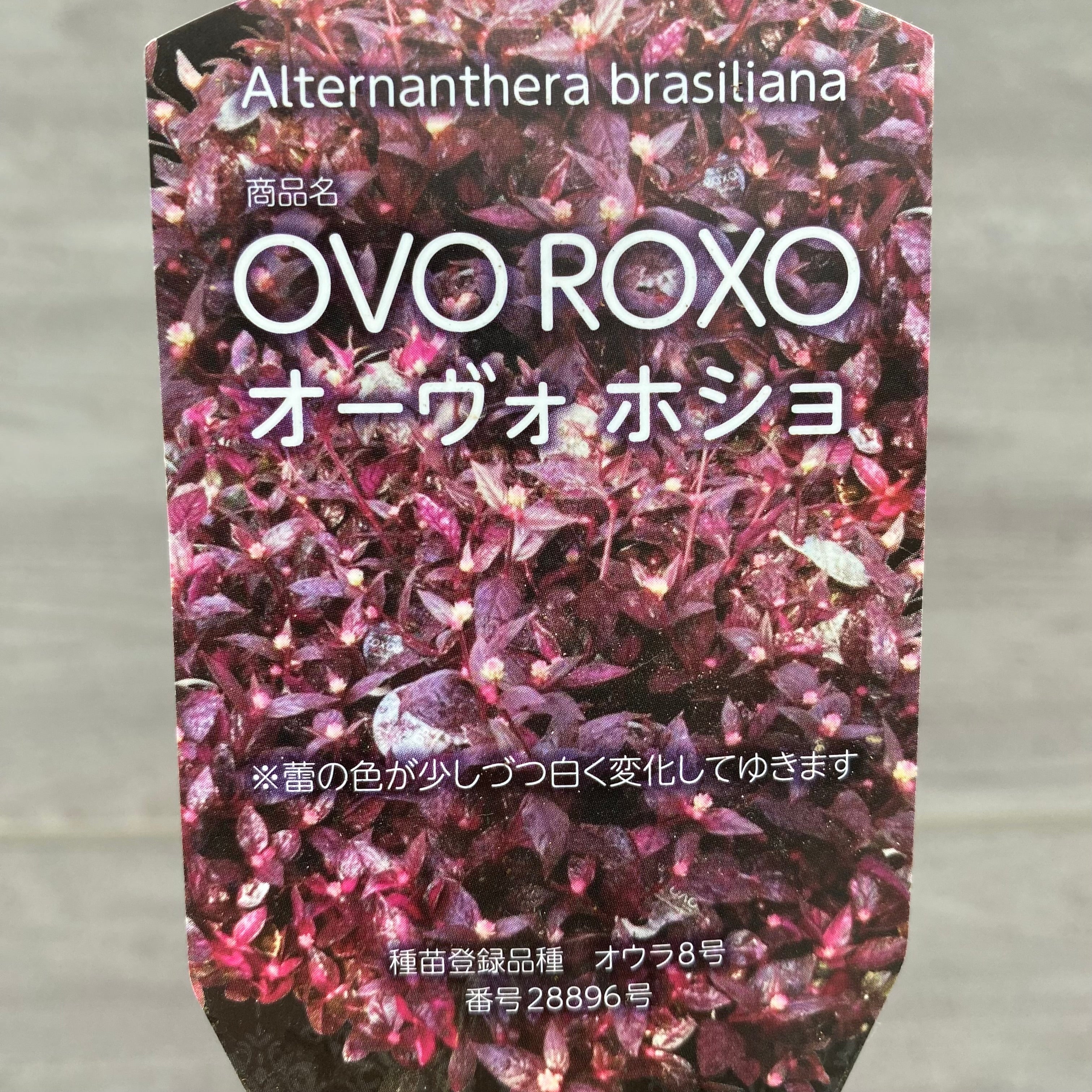 No.14004 アルテルナンセラ オーヴォホショ 3号苗ポット 3ポット