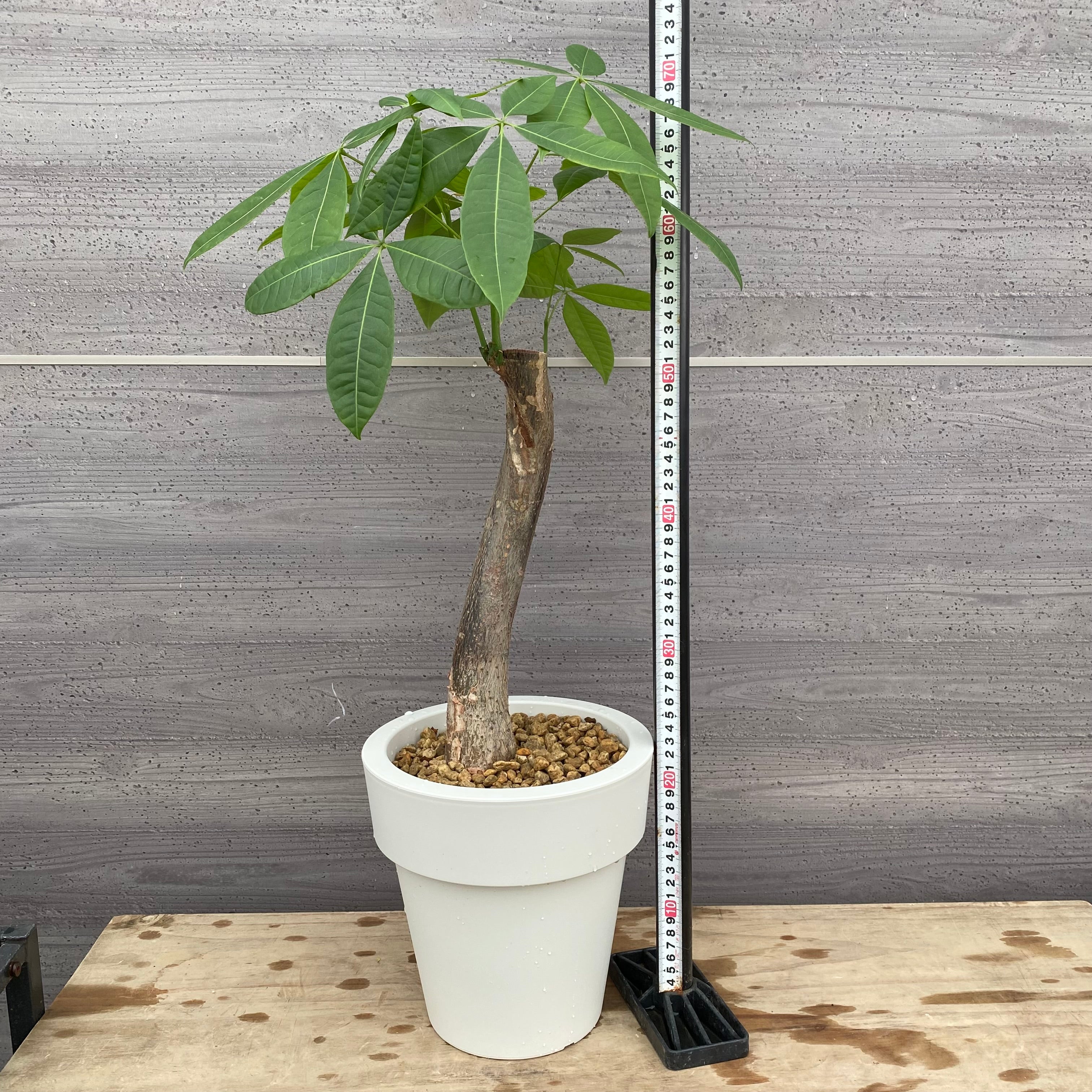 Pickup 全ての商品 – 植物家族