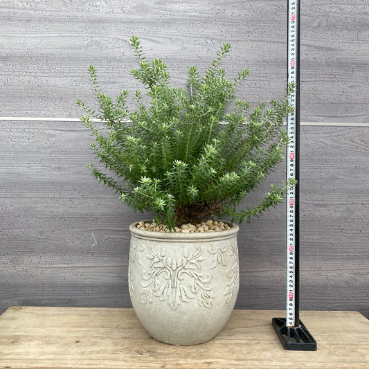 社長植栽★ウエストリンギア　白花　植木鉢　ホワイトM