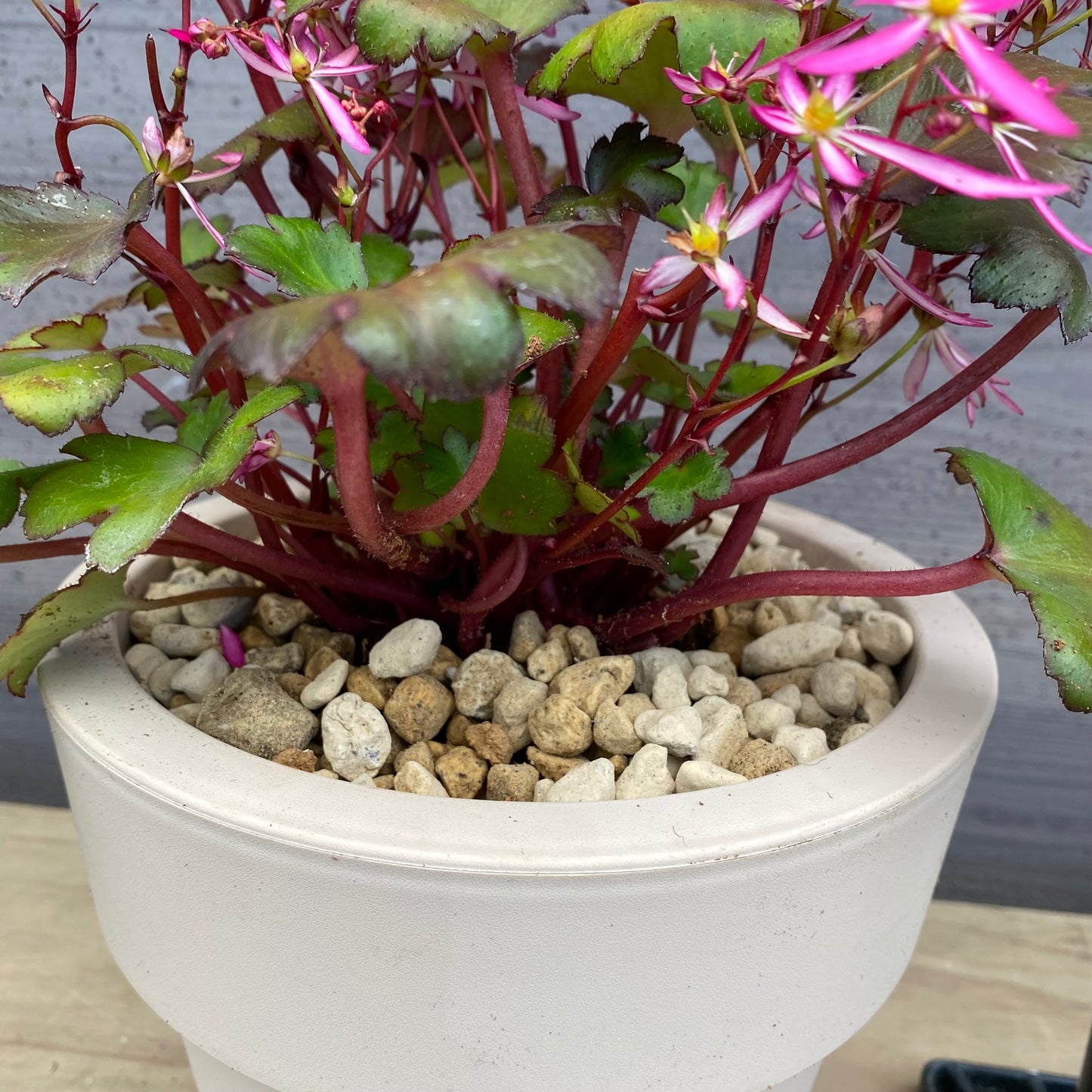 西洋大文字草　チーニ　6号オリジナルポット