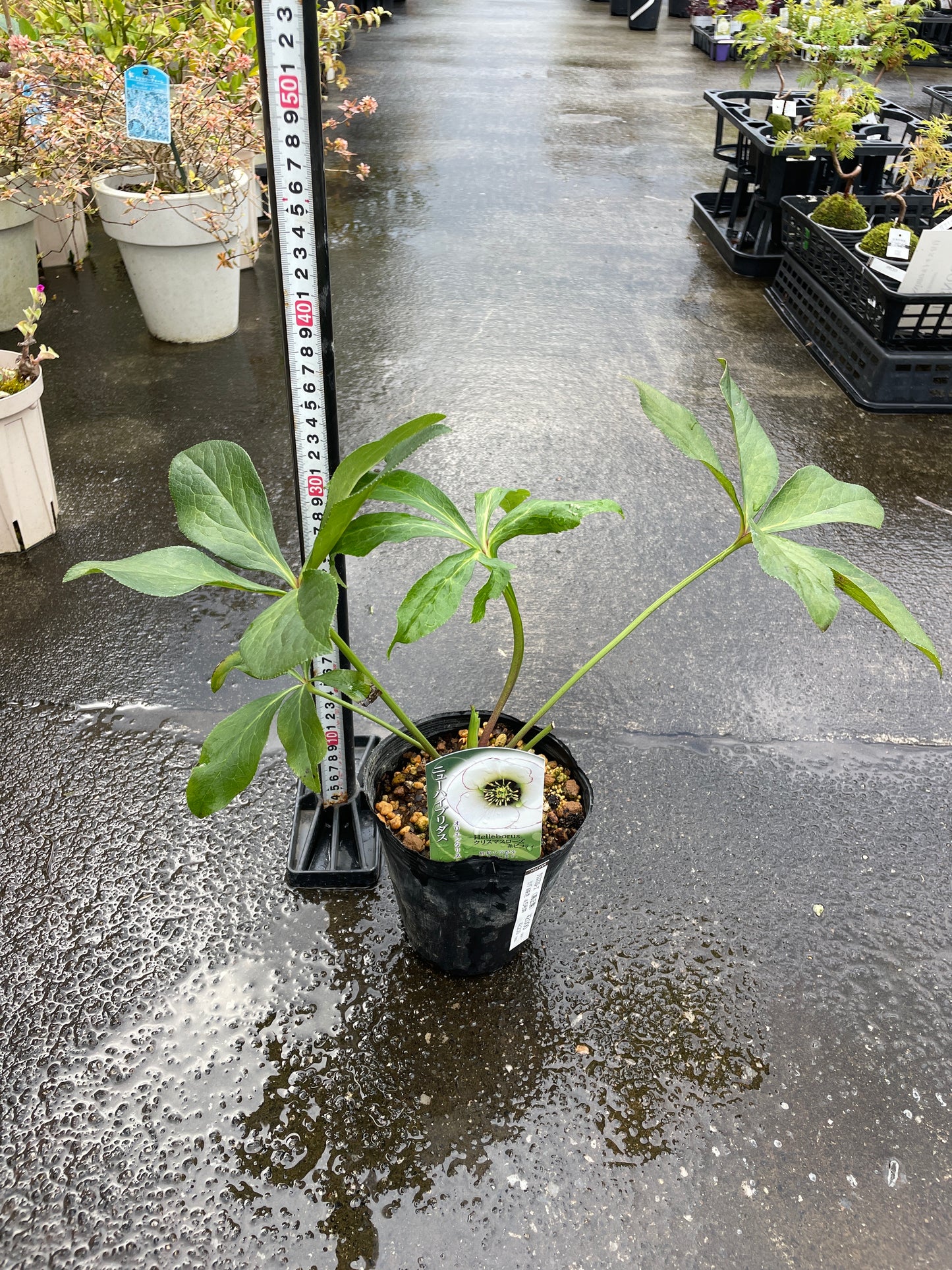 M30　クリスマスローズ　糸ピコティ　4.5号苗ポット