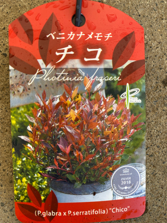 岡本緑花特集　ベニカナメモチ　チコ　5号苗ポット