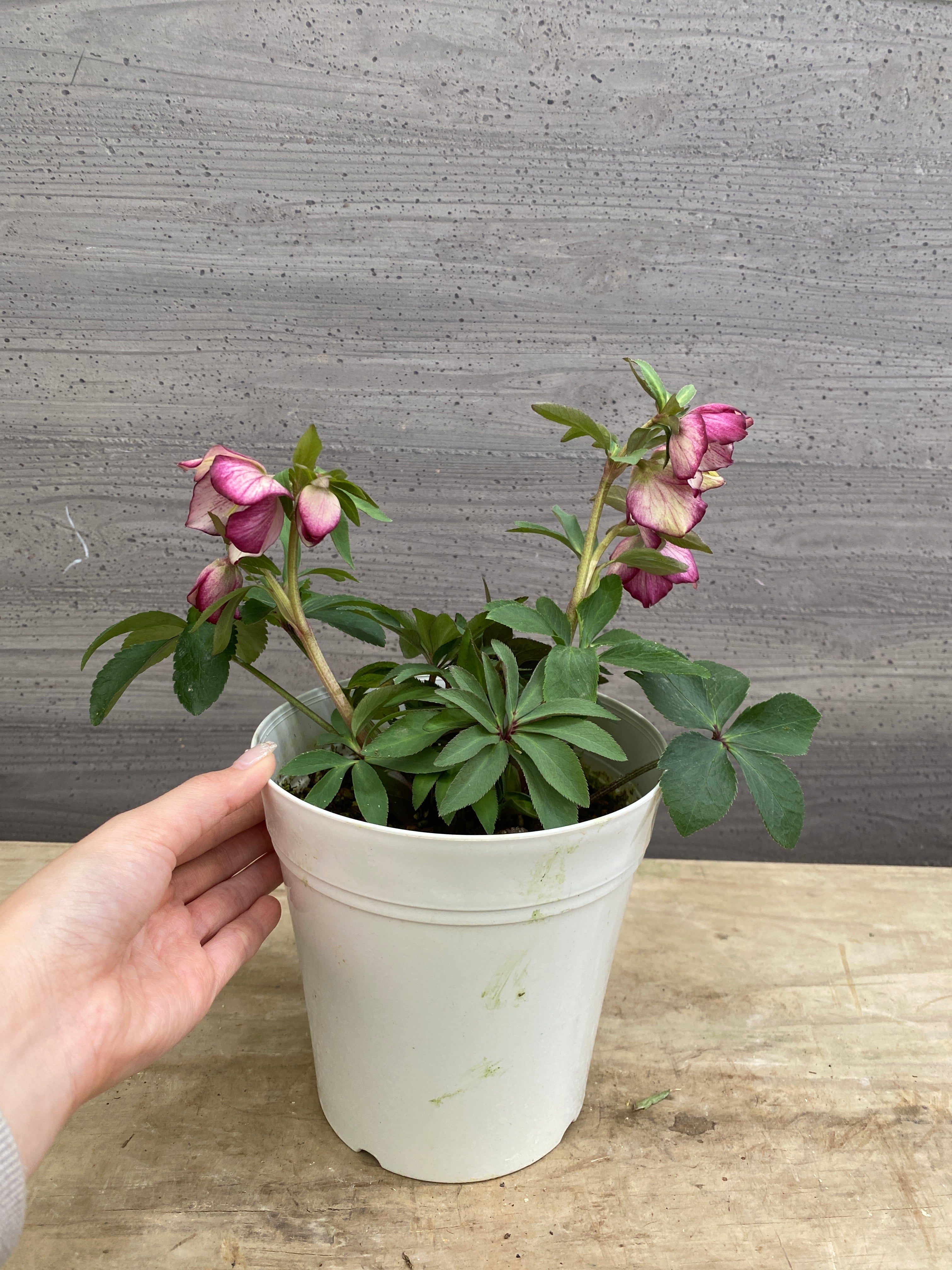 M057 ハイブリッドクリスマスローズ シングル 5号鉢 – 植物家族