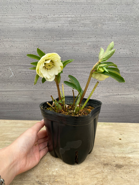 No.05098　横山園芸★クリスマスローズ　プリマドレス　5号苗ポット