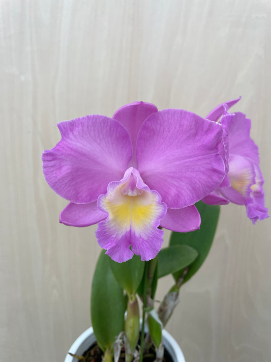 4/14 仕入れ即売会 No.004　ミニカトレア　3号鉢