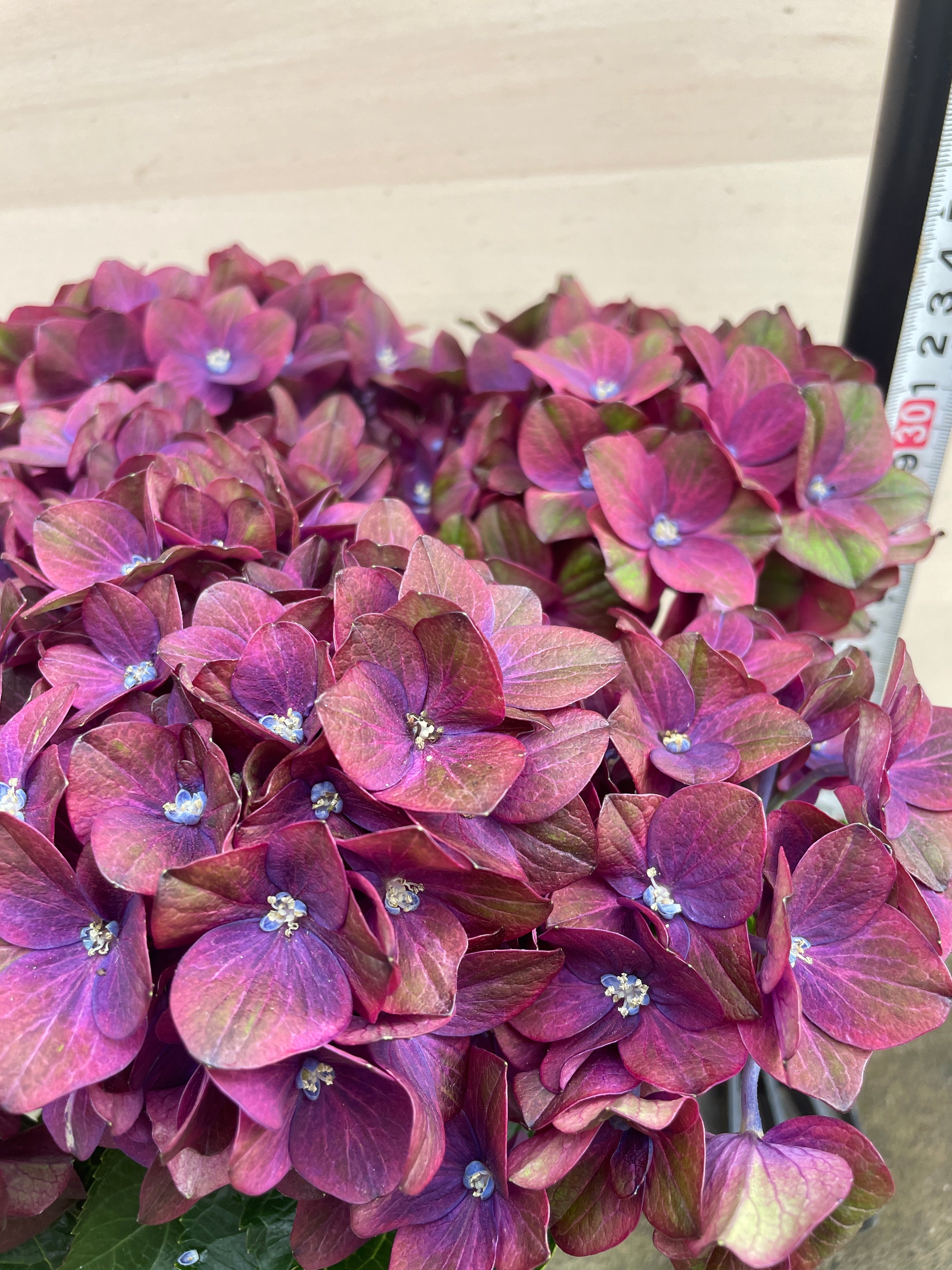 No.09012 アジサイ ベルベットビューティ 5号鉢 – 植物家族