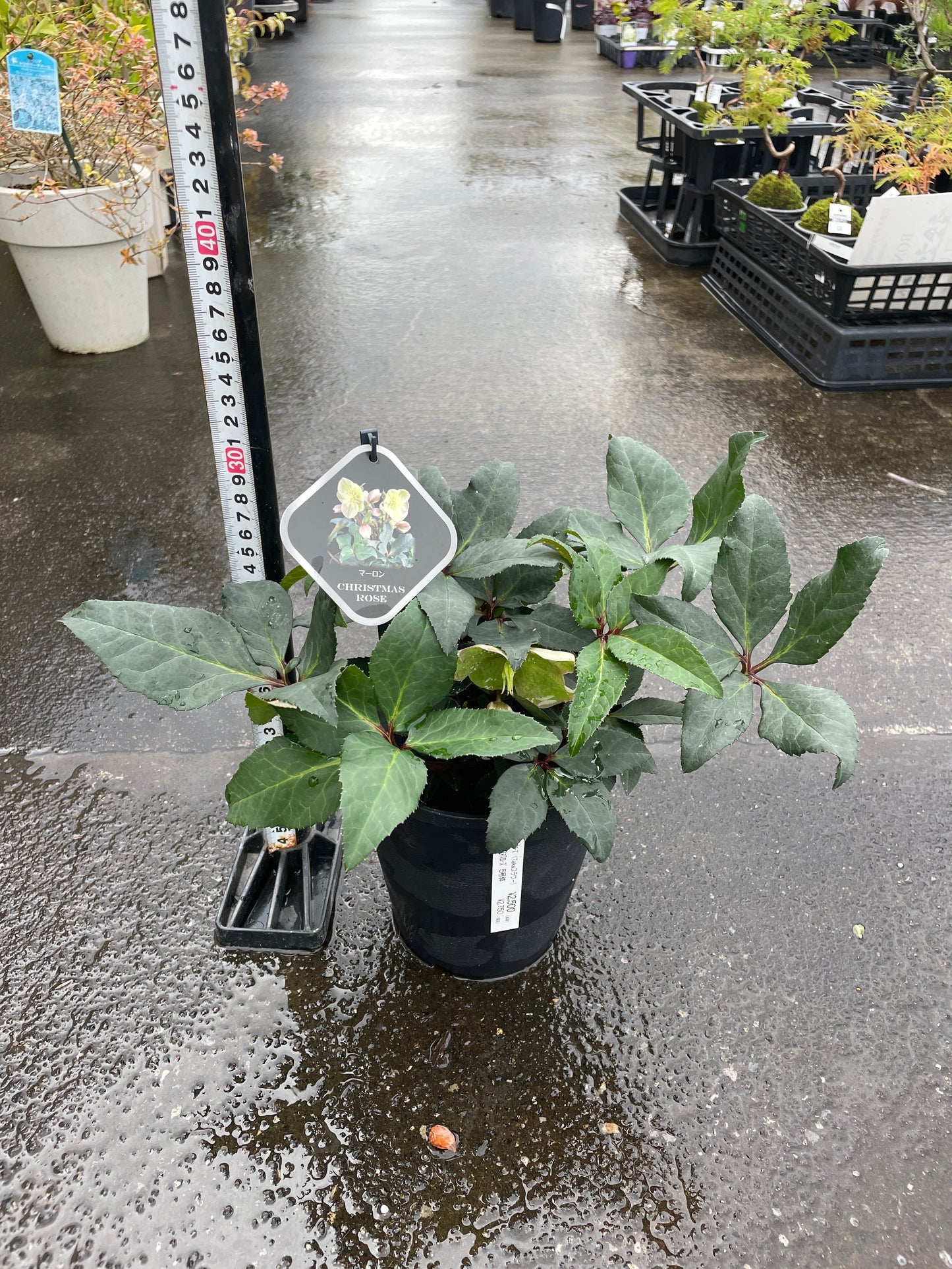 M52　クリスマスローズ　マーロン　5号鉢