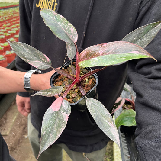 URBAN JUNGLE特集★U40　フィロデンドロン　スカーレットプリンセス　3.5号鉢
