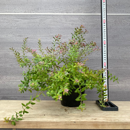 ブルーベリー ローザスプラッシュ 5号苗ポット ★1本で結実します