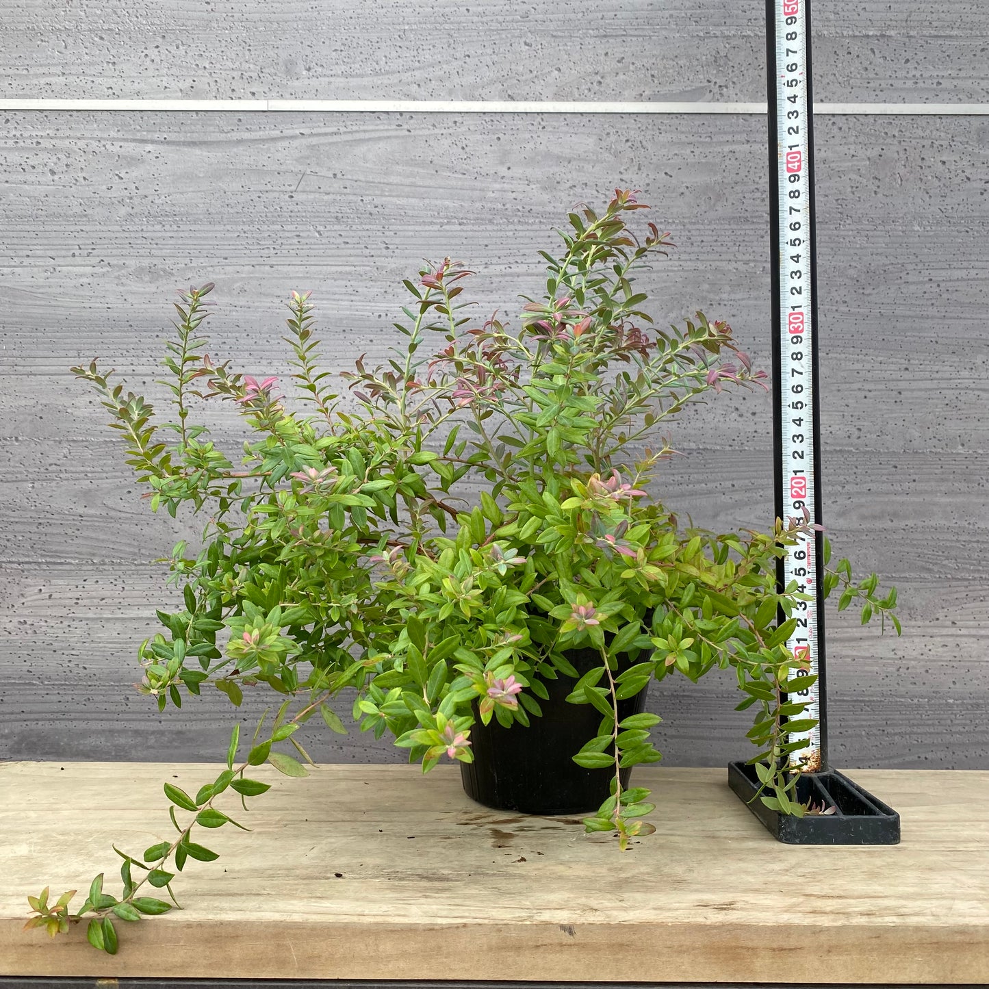 ブルーベリー　ローザスプラッシュ　5号苗ポット　★1本で結実します