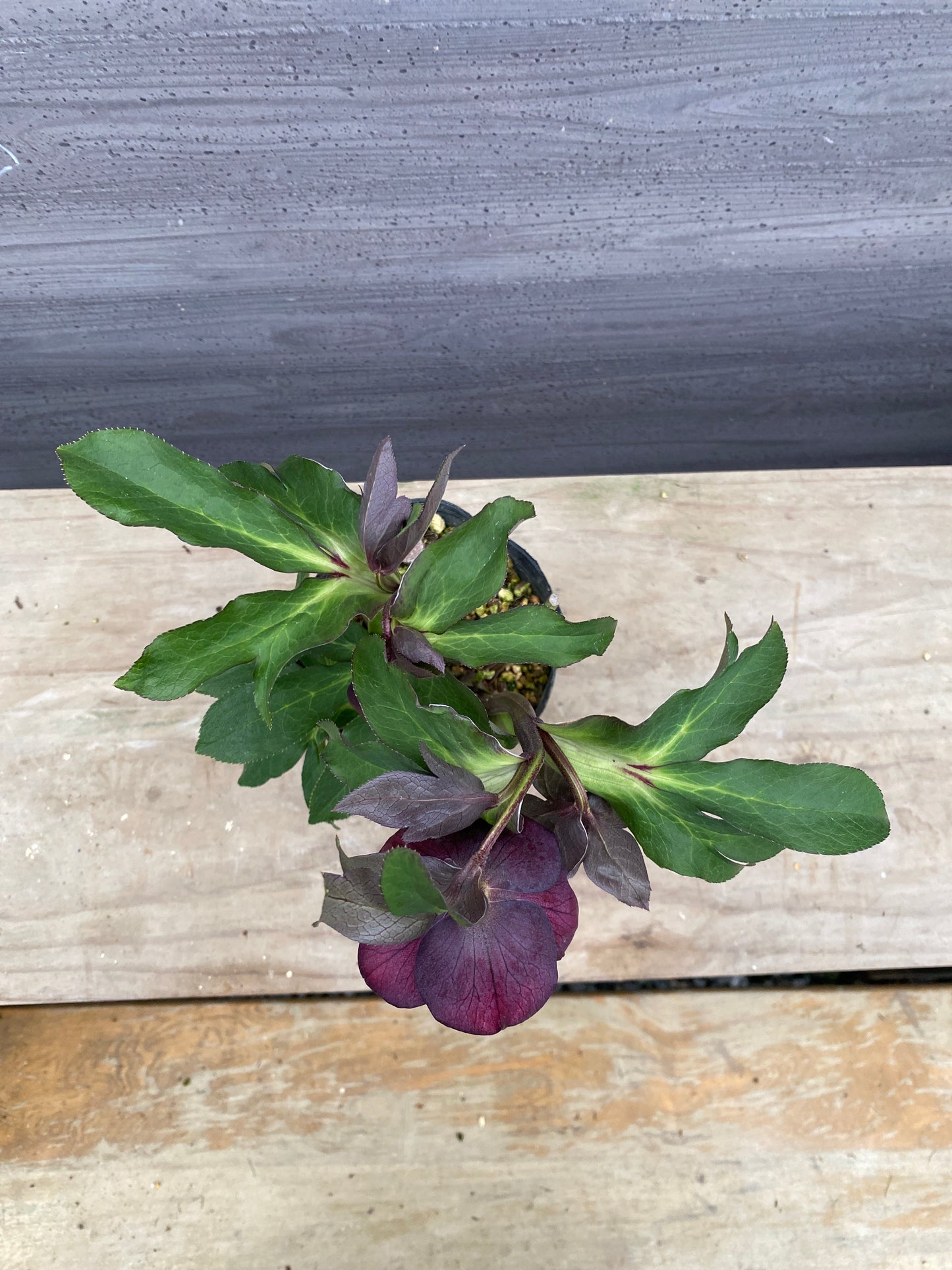 No.05112　横山園芸★クリスマスローズ　プリマドレス　5号苗ポット