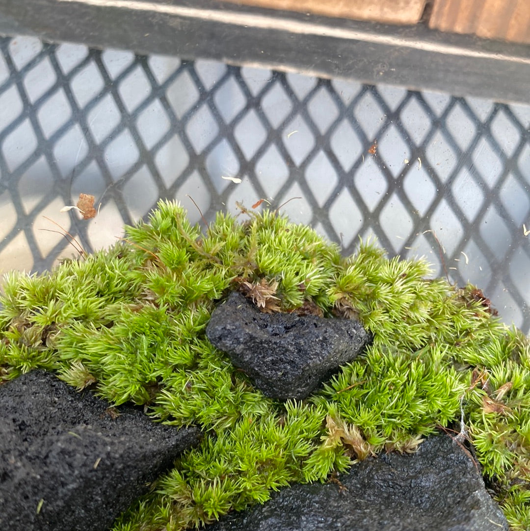 苔テラリウム ボウル