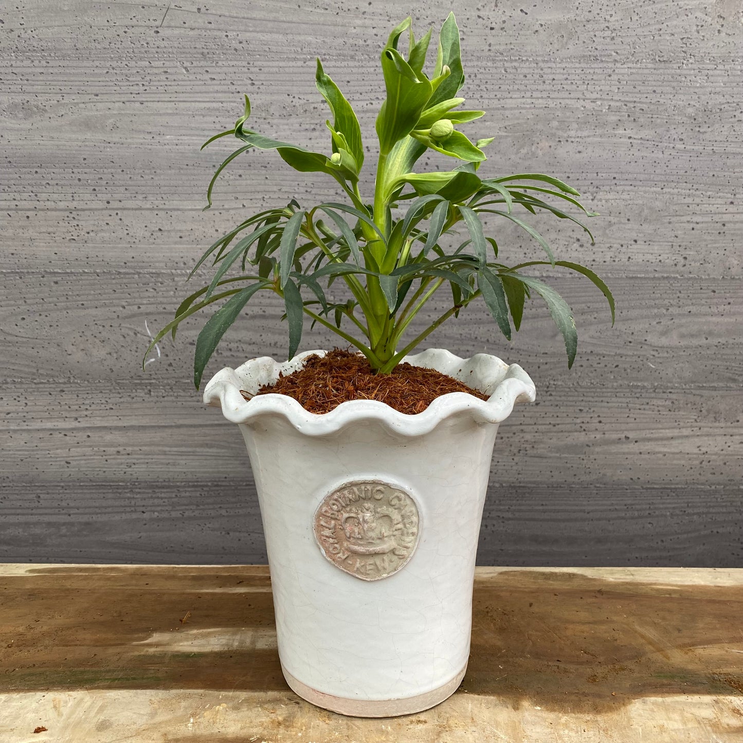 クリスマスローズ　フェチダス　キューガーデンポット白